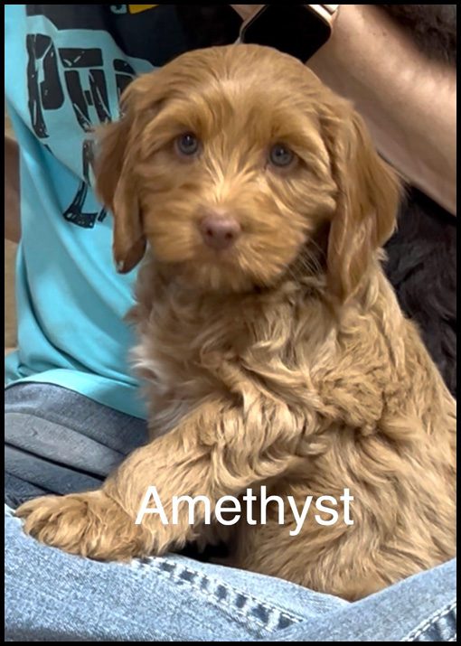 miniature labradoodle puppy, miniature labradoodle puppies for sale, mini labradoodle puppies for sale, mini labradoodle puppies Oregon, labradoodle puppies for sale