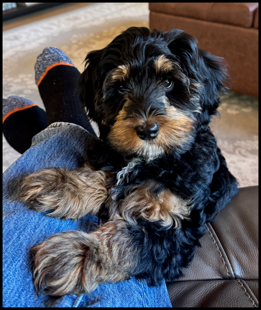 miniature labradoodle puppy, miniature labradoodle puppies for sale, mini labradoodle puppies for sale, mini labradoodle puppies Oregon, labradoodle puppies for sale