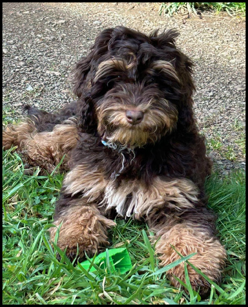 miniature labradoodle puppy, miniature labradoodle puppies for sale, mini labradoodle puppies for sale, mini labradoodle puppies Oregon, labradoodle puppies for sale