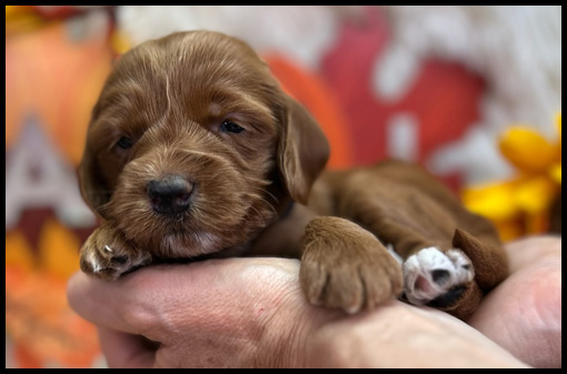 miniature labradoodle puppy, miniature labradoodle puppies for sale, mini labradoodle puppies for sale, mini labradoodle puppies Oregon, labradoodle puppies for sale