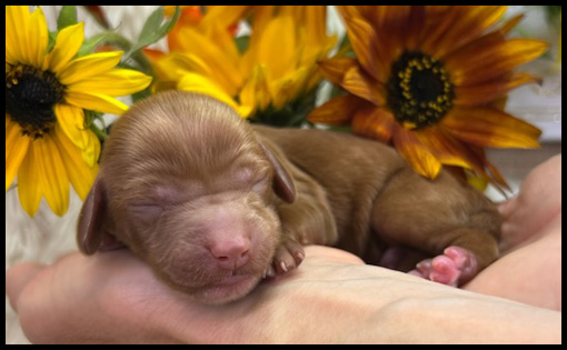 miniature labradoodle puppy, miniature labradoodle puppies for sale, mini labradoodle puppies for sale, mini labradoodle puppies Oregon, labradoodle puppies for sale