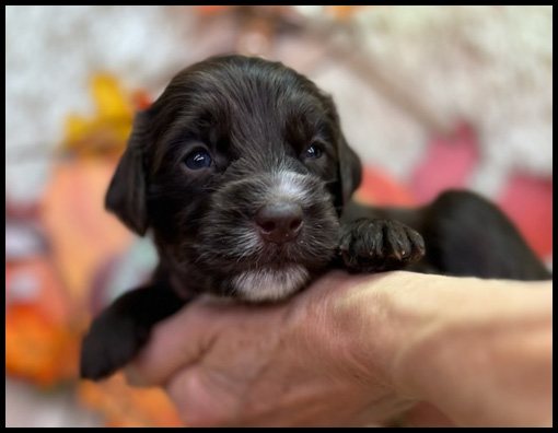 miniature labradoodle puppy, miniature labradoodle puppies for sale, mini labradoodle puppies for sale, mini labradoodle puppies Oregon, labradoodle puppies for sale