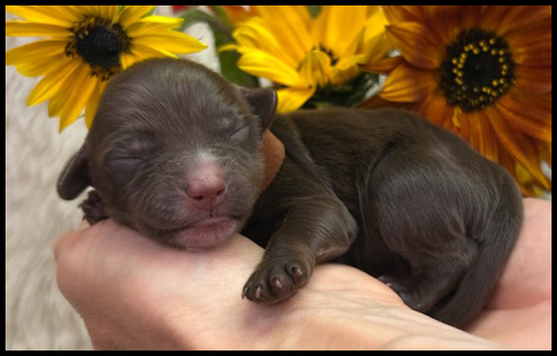 miniature labradoodle puppy, miniature labradoodle puppies for sale, mini labradoodle puppies for sale, mini labradoodle puppies Oregon, labradoodle puppies for sale