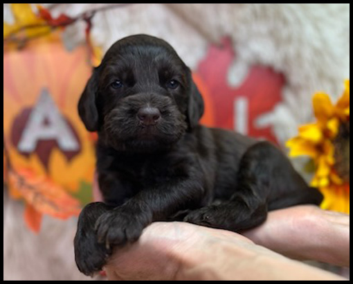 miniature labradoodle puppy, miniature labradoodle puppies for sale, mini labradoodle puppies for sale, mini labradoodle puppies Oregon, labradoodle puppies for sale