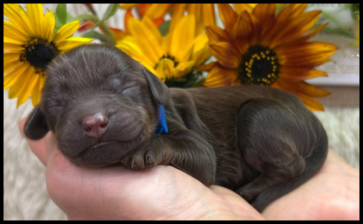 miniature labradoodle puppy, miniature labradoodle puppies for sale, mini labradoodle puppies for sale, mini labradoodle puppies Oregon, labradoodle puppies for sale