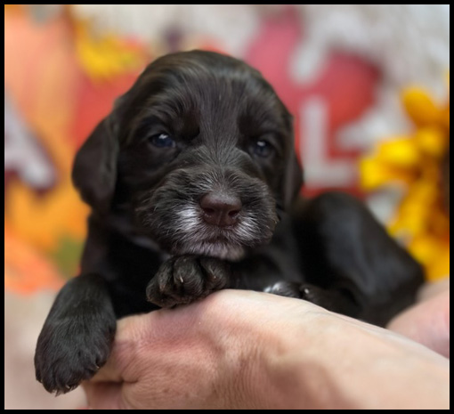 miniature labradoodle puppy, miniature labradoodle puppies for sale, mini labradoodle puppies for sale, mini labradoodle puppies Oregon, labradoodle puppies for sale