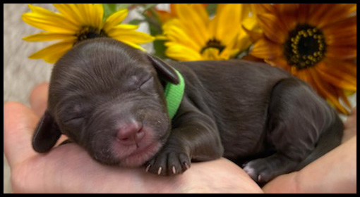 miniature labradoodle puppy, miniature labradoodle puppies for sale, mini labradoodle puppies for sale, mini labradoodle puppies Oregon, labradoodle puppies for sale