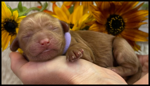 miniature labradoodle puppy, miniature labradoodle puppies for sale, mini labradoodle puppies for sale, mini labradoodle puppies Oregon, labradoodle puppies for sale