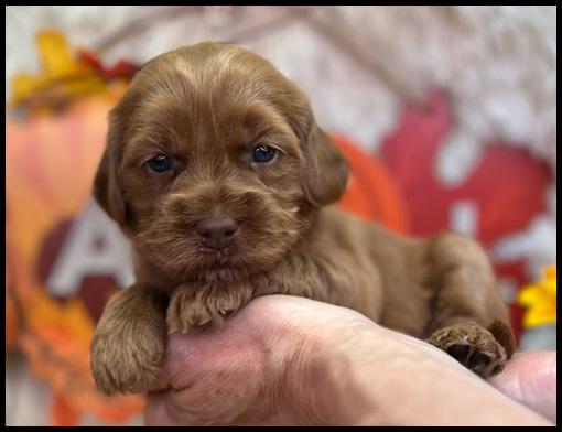 miniature labradoodle puppy, miniature labradoodle puppies for sale, mini labradoodle puppies for sale, mini labradoodle puppies Oregon, labradoodle puppies for sale