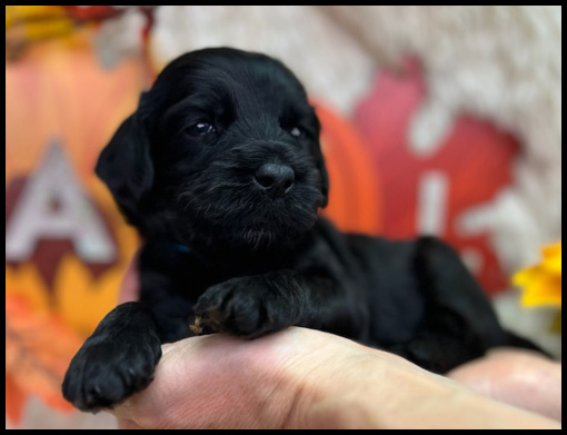 miniature labradoodle puppy, miniature labradoodle puppies for sale, mini labradoodle puppies for sale, mini labradoodle puppies Oregon, labradoodle puppies for sale