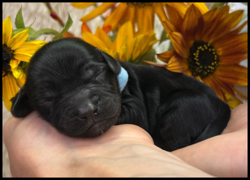 miniature labradoodle puppy, miniature labradoodle puppies for sale, mini labradoodle puppies for sale, mini labradoodle puppies Oregon, labradoodle puppies for sale