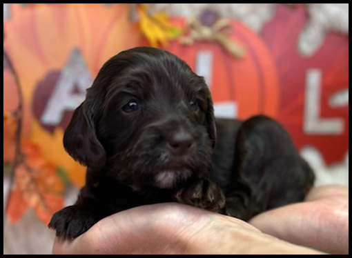 miniature labradoodle puppy, miniature labradoodle puppies for sale, mini labradoodle puppies for sale, mini labradoodle puppies Oregon, labradoodle puppies for sale