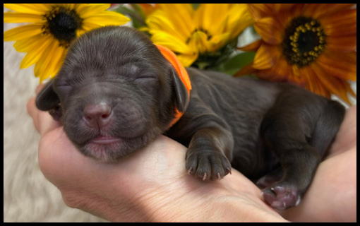 miniature labradoodle puppy, miniature labradoodle puppies for sale, mini labradoodle puppies for sale, mini labradoodle puppies Oregon, labradoodle puppies for sale