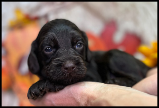 miniature labradoodle puppy, miniature labradoodle puppies for sale, mini labradoodle puppies for sale, mini labradoodle puppies Oregon, labradoodle puppies for sale