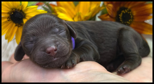 miniature labradoodle puppy, miniature labradoodle puppies for sale, mini labradoodle puppies for sale, mini labradoodle puppies Oregon, labradoodle puppies for sale