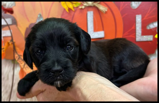 miniature labradoodle puppy, miniature labradoodle puppies for sale, mini labradoodle puppies for sale, mini labradoodle puppies Oregon, labradoodle puppies for sale