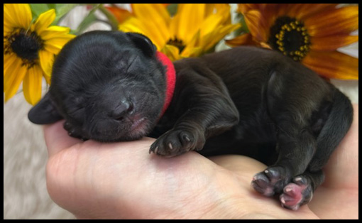 miniature labradoodle puppy, miniature labradoodle puppies for sale, mini labradoodle puppies for sale, mini labradoodle puppies Oregon, labradoodle puppies for sale