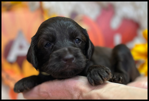 miniature labradoodle puppy, miniature labradoodle puppies for sale, mini labradoodle puppies for sale, mini labradoodle puppies Oregon, labradoodle puppies for sale