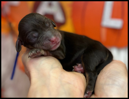 miniature labradoodle puppy, miniature labradoodle puppies for sale, mini labradoodle puppies for sale, mini labradoodle puppies Oregon, labradoodle puppies for sale