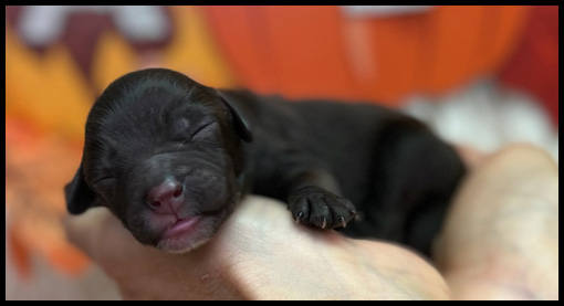 miniature labradoodle puppy, miniature labradoodle puppies for sale, mini labradoodle puppies for sale, mini labradoodle puppies Oregon, labradoodle puppies for sale