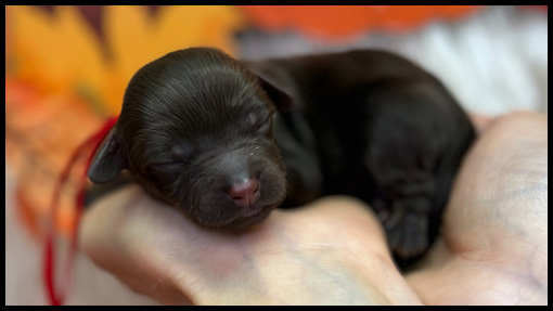 miniature labradoodle puppy, miniature labradoodle puppies for sale, mini labradoodle puppies for sale, mini labradoodle puppies Oregon, labradoodle puppies for sale
