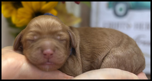 miniature labradoodle puppy, miniature labradoodle puppies for sale, mini labradoodle puppies for sale, mini labradoodle puppies Oregon, labradoodle puppies for sale