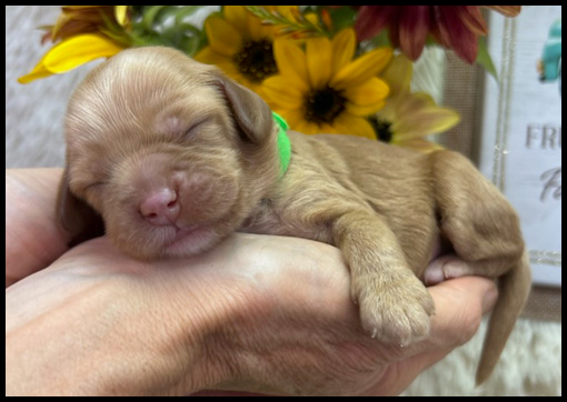miniature labradoodle puppy, miniature labradoodle puppies for sale, mini labradoodle puppies for sale, mini labradoodle puppies Oregon, labradoodle puppies for sale