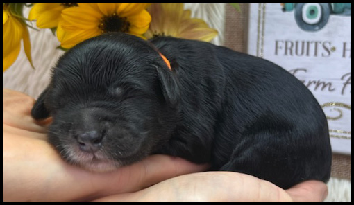 miniature labradoodle puppy, miniature labradoodle puppies for sale, mini labradoodle puppies for sale, mini labradoodle puppies Oregon, labradoodle puppies for sale