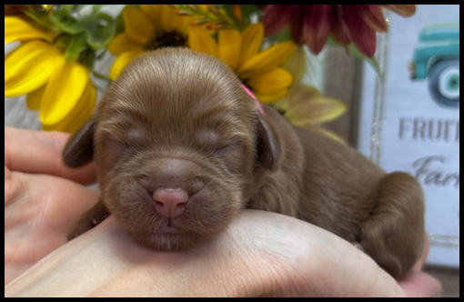 miniature labradoodle puppy, miniature labradoodle puppies for sale, mini labradoodle puppies for sale, mini labradoodle puppies Oregon, labradoodle puppies for sale