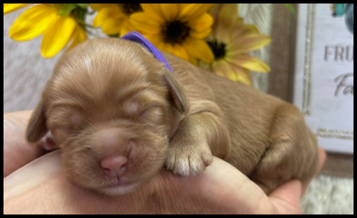 miniature labradoodle puppy, miniature labradoodle puppies for sale, mini labradoodle puppies for sale, mini labradoodle puppies Oregon, labradoodle puppies for sale