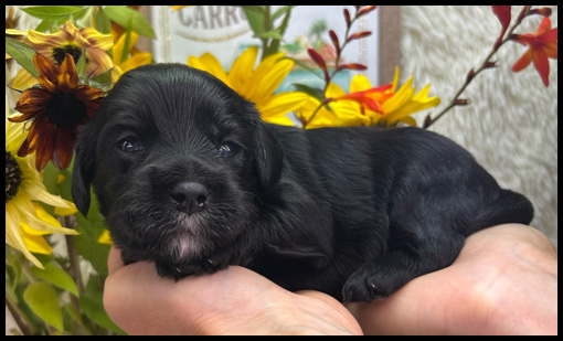 miniature labradoodle puppy, miniature labradoodle puppies for sale, mini labradoodle puppies for sale, mini labradoodle puppies Oregon, labradoodle puppies for sale