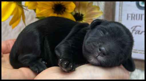 miniature labradoodle puppy, miniature labradoodle puppies for sale, mini labradoodle puppies for sale, mini labradoodle puppies Oregon, labradoodle puppies for sale