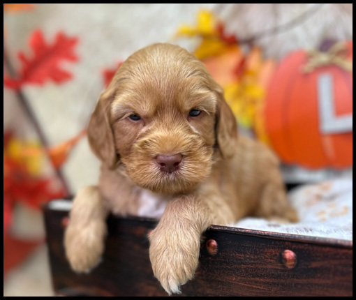 miniature labradoodle puppy, miniature labradoodle puppies for sale, mini labradoodle puppies for sale, mini labradoodle puppies Oregon, labradoodle puppies for sale