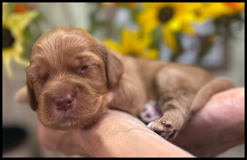 miniature labradoodle puppy, miniature labradoodle puppies for sale, mini labradoodle puppies for sale, mini labradoodle puppies Oregon, labradoodle puppies for sale