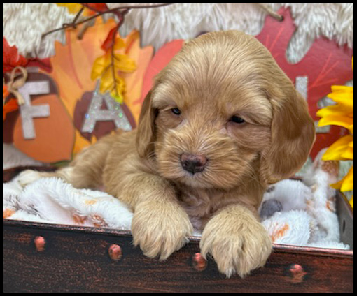 miniature labradoodle puppy, miniature labradoodle puppies for sale, mini labradoodle puppies for sale, mini labradoodle puppies Oregon, labradoodle puppies for sale