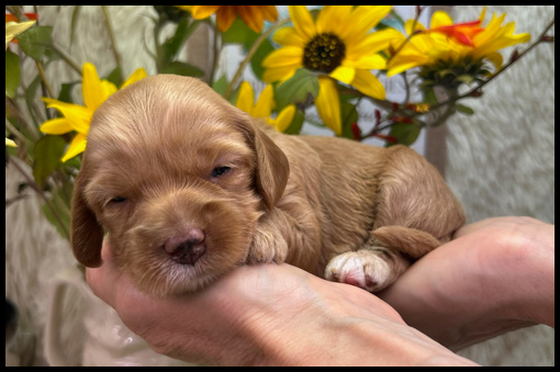miniature labradoodle puppy, miniature labradoodle puppies for sale, mini labradoodle puppies for sale, mini labradoodle puppies Oregon, labradoodle puppies for sale