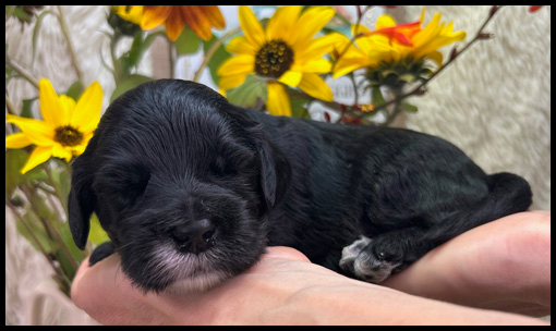miniature labradoodle puppy, miniature labradoodle puppies for sale, mini labradoodle puppies for sale, mini labradoodle puppies Oregon, labradoodle puppies for sale