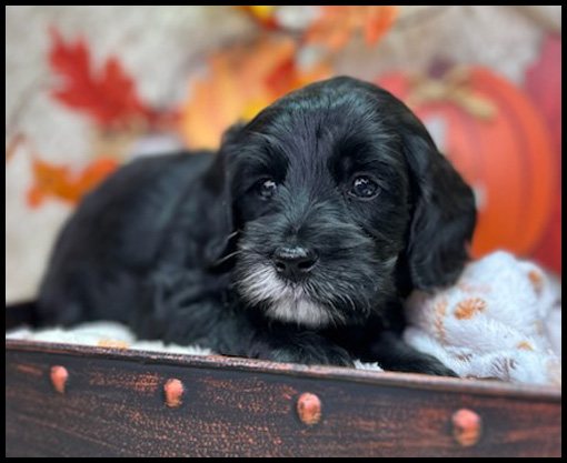 miniature labradoodle puppy, miniature labradoodle puppies for sale, mini labradoodle puppies for sale, mini labradoodle puppies Oregon, labradoodle puppies for sale