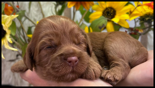miniature labradoodle puppy, miniature labradoodle puppies for sale, mini labradoodle puppies for sale, mini labradoodle puppies Oregon, labradoodle puppies for sale