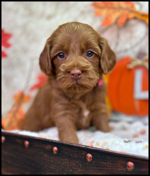 miniature labradoodle puppy, miniature labradoodle puppies for sale, mini labradoodle puppies for sale, mini labradoodle puppies Oregon, labradoodle puppies for sale