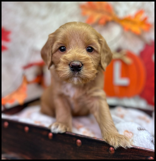 miniature labradoodle puppy, miniature labradoodle puppies for sale, mini labradoodle puppies for sale, mini labradoodle puppies Oregon, labradoodle puppies for sale