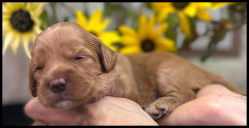 miniature labradoodle puppy, miniature labradoodle puppies for sale, mini labradoodle puppies for sale, mini labradoodle puppies Oregon, labradoodle puppies for sale