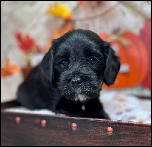miniature labradoodle puppy, miniature labradoodle puppies for sale, mini labradoodle puppies for sale, mini labradoodle puppies Oregon, labradoodle puppies for sale
