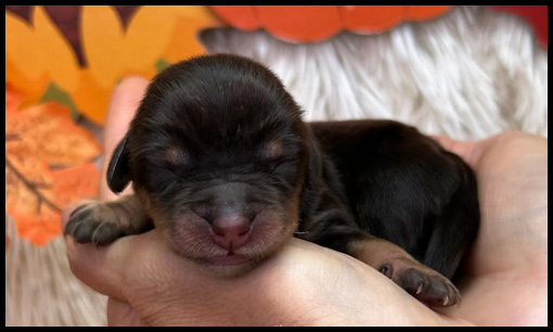 miniature labradoodle puppy, miniature labradoodle puppies for sale, mini labradoodle puppies for sale, mini labradoodle puppies Oregon, labradoodle puppies for sale