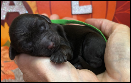 miniature labradoodle puppy, miniature labradoodle puppies for sale, mini labradoodle puppies for sale, mini labradoodle puppies Oregon, labradoodle puppies for sale