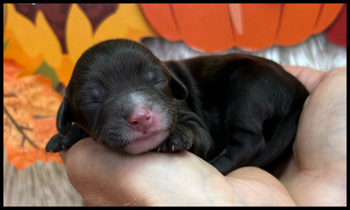 miniature labradoodle puppy, miniature labradoodle puppies for sale, mini labradoodle puppies for sale, mini labradoodle puppies Oregon, labradoodle puppies for sale