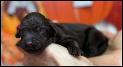miniature labradoodle puppy, miniature labradoodle puppies for sale, mini labradoodle puppies for sale, mini labradoodle puppies Oregon, labradoodle puppies for sale