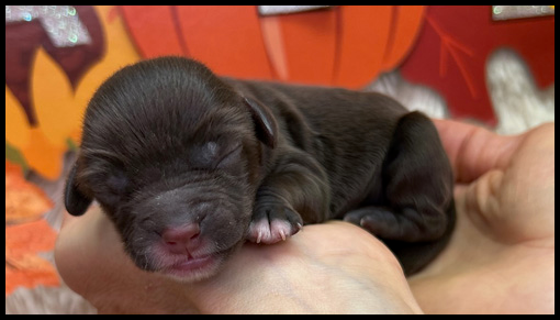 miniature labradoodle puppy, miniature labradoodle puppies for sale, mini labradoodle puppies for sale, mini labradoodle puppies Oregon, labradoodle puppies for sale