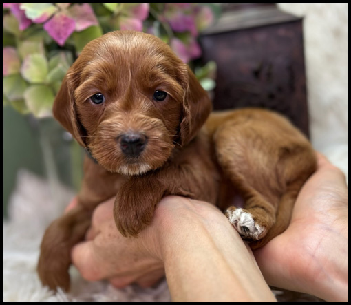 miniature labradoodle puppy, miniature labradoodle puppies for sale, mini labradoodle puppies for sale, mini labradoodle puppies Oregon, labradoodle puppies for sale