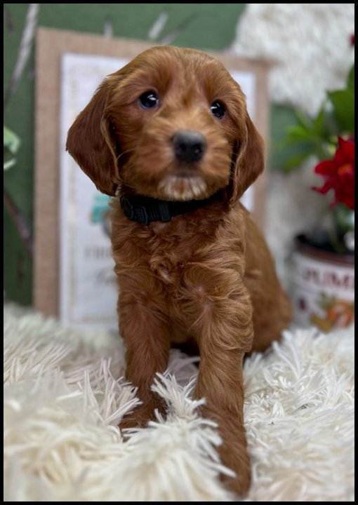 miniature labradoodle puppy, miniature labradoodle puppies for sale, mini labradoodle puppies for sale, mini labradoodle puppies Oregon, labradoodle puppies for sale